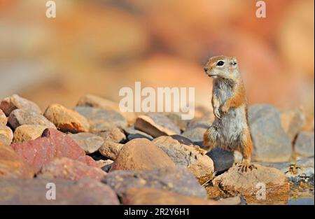 Écureuil antilope de Harris (Ammospermophilus harrisii), écureuil antilope, rongeurs, mammifères, animaux, L'antilope-écureuil de Harris adulte, debout Banque D'Images