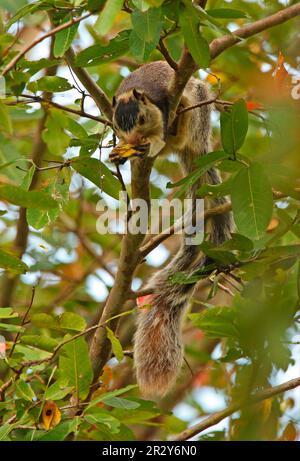 Écureuil géant grizzlé (Ratufa macroura), rongeurs, mammifères, animaux, écureuil géant grizzli adulte, se nourrissant de fruits dans les arbres, Sri Lanka Banque D'Images