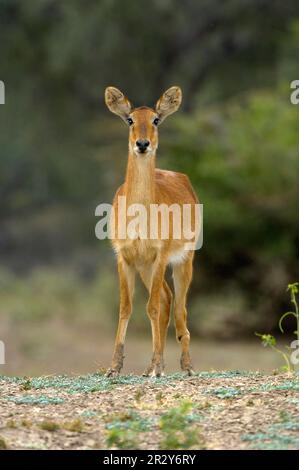 Puku (Kobus vardonii) adulte, debout, Sud Luangwa N. P. Zambie Banque D'Images