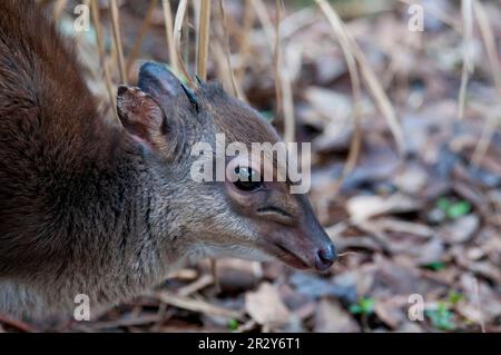 Duiker bleu (Philantomba monticola) adulte, gros plan de la tête, en captivité Banque D'Images