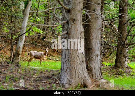 Chamois pyrénéen (Rupicapra pyrenaica) adulte, debout dans un habitat forestier, Ordesa y Monte Perdido N. P. Pyrénées, Aragon, Espagne Banque D'Images