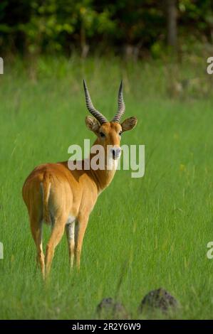 Puku (Kobus vardonii) adulte mâle, debout dans l'herbe, Kasanka N. P. Zambie Banque D'Images