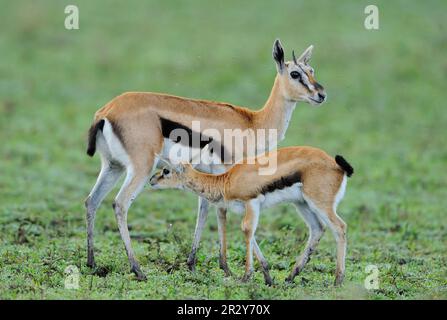 Gazelle de Thomson (Gazella thomsoni) adulte de sexe féminin, jeune, allaitante, Serengeti N. P. Tanzanie Banque D'Images