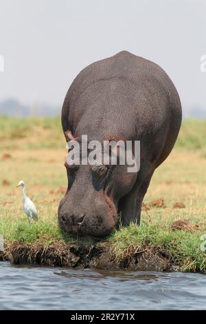 Adulte (Hippopotamus amphibius) hippopotame paître au bord de l'eau suivi de l'aigrette de bétail (Bubulcus ibis), Chobe N. P. Botswana Banque D'Images