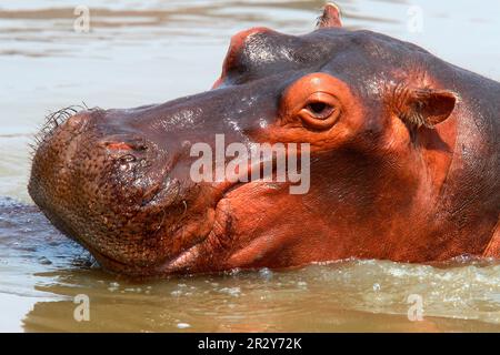 Hippopotame (Hippopotamus amphibius), hippopotame, hippopotame, hippopotame, ongulés, Mammifères, animaux, Hippopotamus adulte dans l'eau, gros plan de Banque D'Images