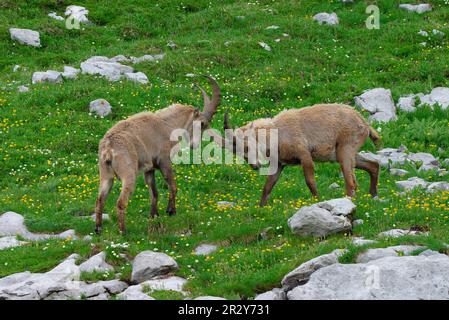 Ibex alpine, ibex alpine, ibex alpine (Capra ibex), Ibex, Capricorns, Goat-like, ongulés, Ongulés à bout égal, mammifères, animaux, Ibex jeunes mâles Banque D'Images