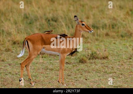 Impala, antilope à talon noir, impalas (Aepyceros melampus), antilopes à talon noir, antilopes, Ongulés, ongulés à bout égal, mammifères, animaux Banque D'Images