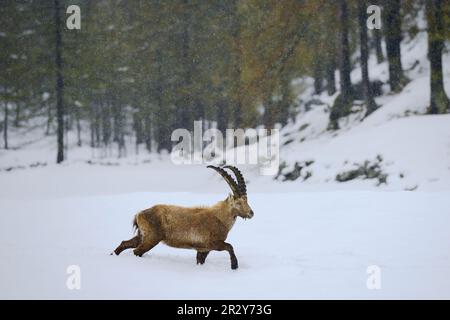 Ibex alpin, ibex alpin, ibex alpin (Capra ibex), ibex, ibex, de type chèvre, ongulés, Mammifères, animaux, alpine ibex mâle adulte, marchant dans la neige Banque D'Images