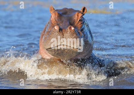 Hippopotame, hippopotame, hippopotame, hippopotame (hippopotame amphibius), ongulés, Mammifères, animaux, Hippopotamus adulte, attaque, barbotage Banque D'Images