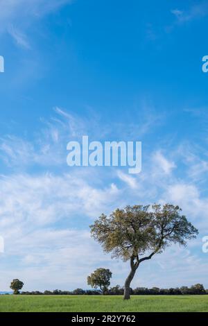 un arbre avec un tronc torsadé au milieu d'un pré vert, un jour avec un ciel bleu et de petits nuages, espace de copie, vertical Banque D'Images