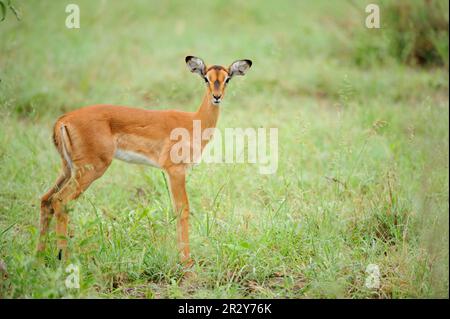 Impala, antilope à talon noir, antilope à talon noir, impalas (Aepyceros melampus), antilopes à talon noir, antilopes à talon noir, antilopes Banque D'Images