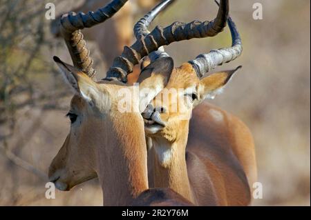 Impala (Aepyceros melampus) hommes adultes, gros plan de la tête, toilettage mutuel, Kruger N. P. Mpumalanga, Afrique du Sud Banque D'Images