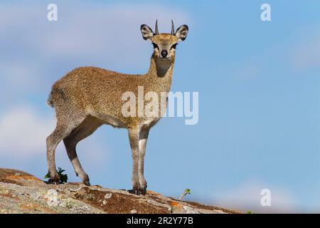 Cliff springer (Oreotragus oreotragus), antilopes, ongulés, ongulés à bout égal, mammifères, Animaux, Klipspringer, homme adulte, debout sur la roche Banque D'Images