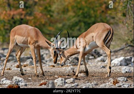 Impala à face noire (Aepyceros melampus petersi), antilopes, ongulés, ongulés à bout égal, mammifères, Animaux, impala à face noire deux mâles immatures Banque D'Images