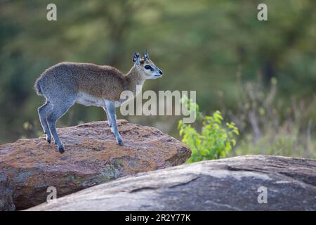 Cliff springer (Oreotragus oreotragus), antilopes, ongulés, ongulés à bout égal, mammifères, Animaux, Klipspringer, homme adulte, debout sur la roche Banque D'Images