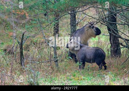 Takin (Budorcas taxincolor) adulte avec juvénile, debout, Réserve naturelle nationale de Tangjiahe, Sichuan, Chine Banque D'Images