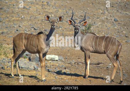 Grand kudu, Grand Kudus (Tragelaphus strepsiceros), antilopes, ongulés, ongulés à bout égal, mammifères, Animaux, Grand Kudu hommes et femmes Banque D'Images