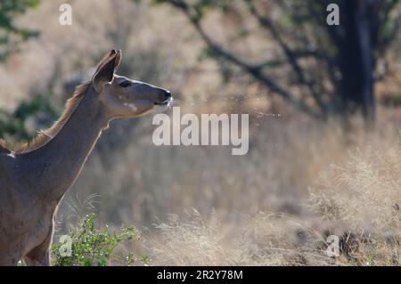 Grand kudu (Tragelaphus strepsiceros), femelle adulte, barques au danger perçu dans le paillis, réserve de gibier de Mechatu, bloc Tuli, Botswana Banque D'Images