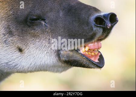 Tapir de Baird, tapirs de baird, tapir de Baird, tapir d'Amérique centrale (Tapirus bairdii), tapir, tapirs, ongulés, mammifères, animaux, à bout impair Banque D'Images