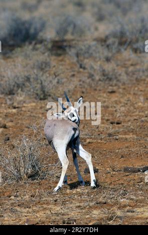 Oryx d'Afrique de l'est, antilope Beisa, antilope Beisa, Spitbuck, Spitbuck, Antilope d'Oryx, antilopes d'Oryx, antilopes, ongulés, ongulés à bout égal Banque D'Images