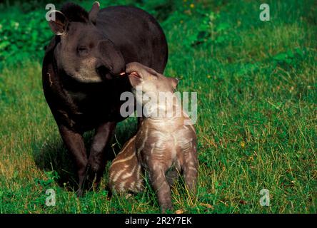 Tapirs, tapirs, tapirs, ongulés, mammifères, Animaux, ongulés à bout impair, tapir brésilien (Tapirus terrestris) Femme et bébé S. America Banque D'Images