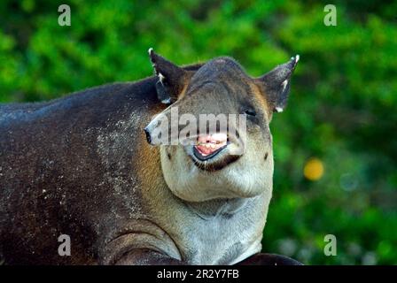 Tapir de Baird (Tapirus bairdi) adulte, gros plan de la tête, dents exposées Banque D'Images