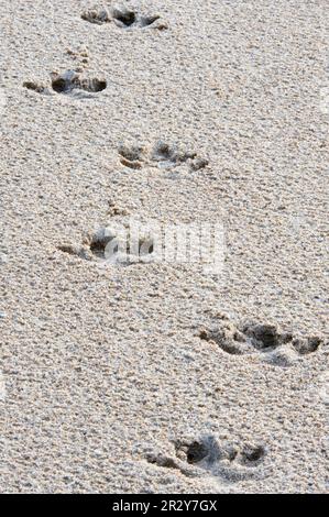 Empreintes de tapir brésilien de plaine (Tapirus terrestris) dans le sable de la rivière, rivière Essequibo, forêt tropicale d'Iwokrama, Bouclier de Guyane, Guyana Banque D'Images