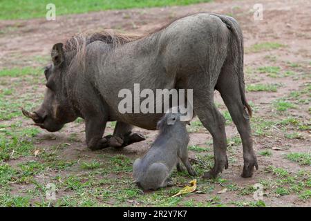 Cochon commun (Phacochoerus africanus), cochons, ongulés, mammifères, Animaux, Common Warthog adulte femelle avec jeune, succion, Reine Banque D'Images