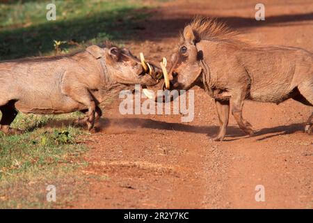 Common Warthog (Phacochoerus africanus) deux mâles adultes, combattant sur la piste, chaîne de montagnes Aberdare N. P. Aberdare, Kenya Banque D'Images