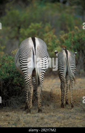 Zebra, Grevy's (Hippotigris grevyi) avec des juvéniles Banque D'Images