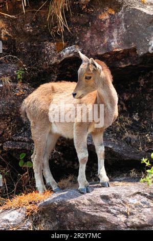 Nilgiri Tahr (Hemitragus hylocrius) jeune, debout sur les rochers de montagne, Eravikulam N. P. Western Ghats, Kerala, sud de l'Inde Banque D'Images