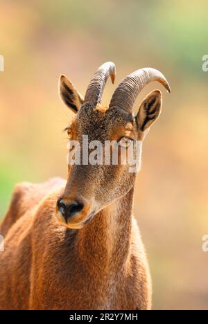 Nilgiri Tahr (Hemitragus hylocrius) adulte femelle, gros plan de la tête, sur le flanc de la montagne, Ghats occidentaux, Kerala, Sud de l'Inde Banque D'Images