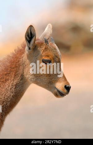 Nilgiri Tahr (Hemitragus hylocarius) jeune, gros plan de la tête, sur le flanc de la montagne, les Ghats occidentaux, le Kerala, Sud de l'Inde Banque D'Images