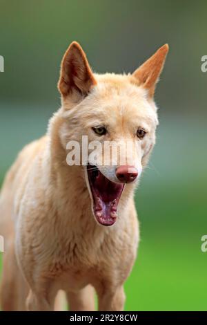 Dingo (Canis familiaris dingo), l'Australie Banque D'Images