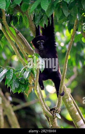 Gibbon agile à main noire (Hylobates agilis), gibbon à main foncée, adulte sur l'arbre Banque D'Images