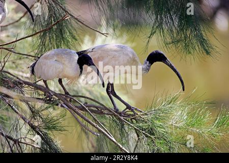 Blanc australien blanc australien ibis (Threskiornis molucca), paire adulte sur arbre, Nouvelle-Galles du Sud, Australie Banque D'Images