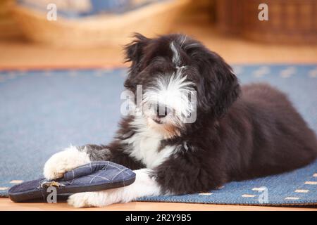 Collie barbu, chiot, 14 semaines Banque D'Images