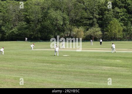 Match de Cricket local dans Millhouses Park Sheffield en Angleterre Banque D'Images