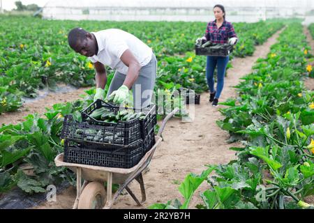 Un agriculteur afro-américain récolte de courgettes vertes Banque D'Images