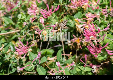 La teigne de sphinx à lignes blanches, la tétée de coléoptère de nom commun, Hyles linata, se nourrit de Goldflame Honeysuckle, Lonicera heckrottii, Kansas, États-Unis Banque D'Images