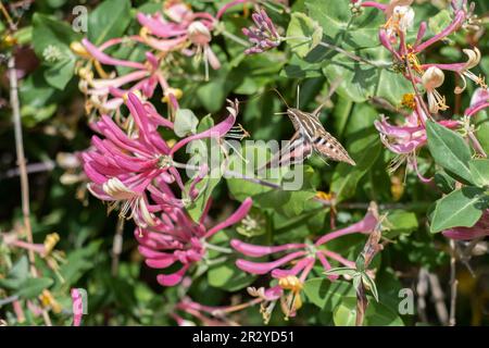 La teigne de sphinx à lignes blanches, la tétée de coléoptère de nom commun, Hyles linata, se nourrit de Goldflame Honeysuckle, Lonicera heckrottii, Kansas, États-Unis Banque D'Images