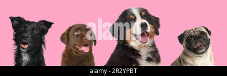 Animaux de compagnie heureux. Des chiens adorables souriant sur fond rose, motif bannière. Chocolate Labrador Retriever et Bernois Mountain Dog chiots, Pug, mongrel Banque D'Images