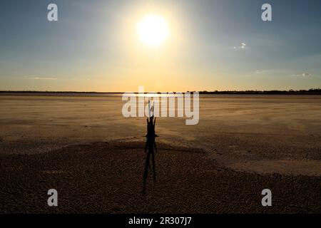 Arbre mort sur le lac Ninan Salt Lake, Victoria Plains, Australie occidentale Banque D'Images