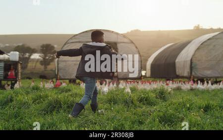 Poulet, élevage et enfant espiègle sur le terrain, énergie et affaires durables dans l'agriculture avec les oiseaux. Nature, jouer et courir sur l'herbe avec Banque D'Images