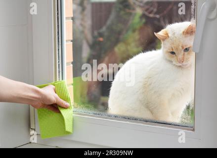 Humidité de la maison avec condensation d'eau sur la vitre et un chat blanc. Femme essuie la main pour éliminer la condensation d'eau dans la pièce avec un taux d'humidité élevé. Banque D'Images