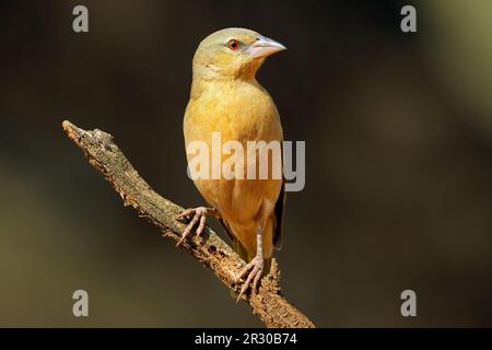 Une femelle de tisserand masqué du sud (Ploceus velatus) perchée sur une branche, en Afrique du Sud Banque D'Images