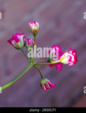 Boutons de fleurs de Geranium rose foncé et blanc Banque D'Images