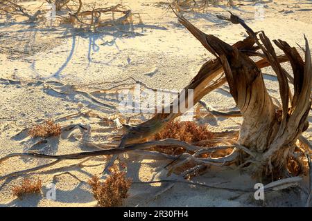 Arbres morts sur le lac Ninan Salt Lake, Victoria Plains, Australie occidentale Banque D'Images