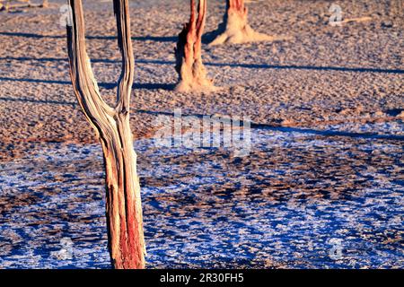 Arbres morts sur le lac Ninan Salt Lake, Victoria Plains, Australie occidentale Banque D'Images