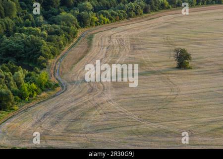 Paysage agricole de printemps glissant automne. Paysage naturel en couleur marron et jaune. Champ de rangée cultivé ondulé et arbre. Bande ondulant UNR Banque D'Images